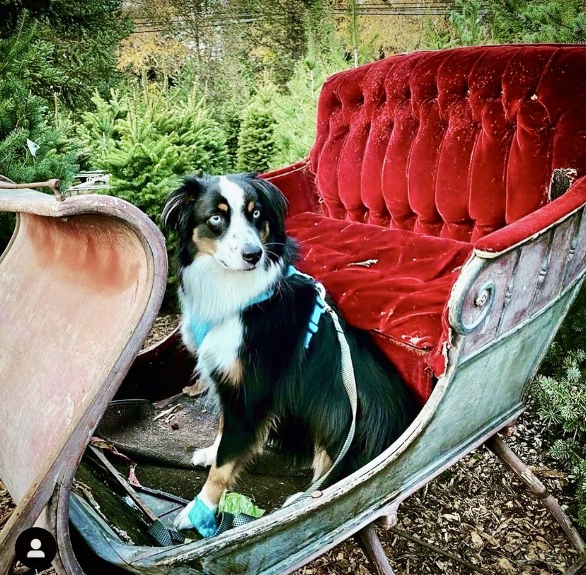 Grandma's Christmas Trees Sebastopol, CA [photos]