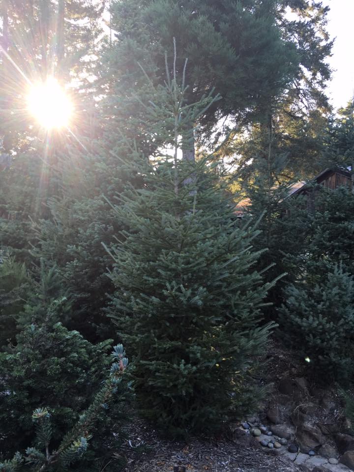 Grandma's Christmas Trees Sebastopol, CA [photos]