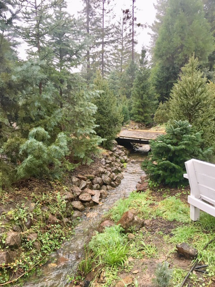 Grandma's Christmas Trees Sebastopol, CA [photos]