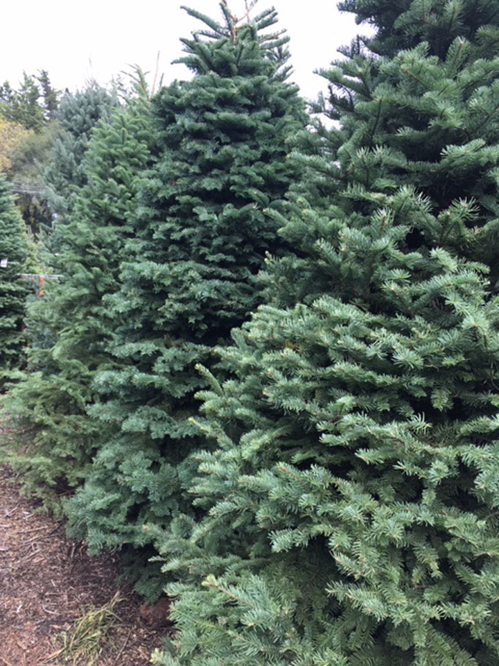 Grandma's Christmas Trees Sebastopol, CA [photos]